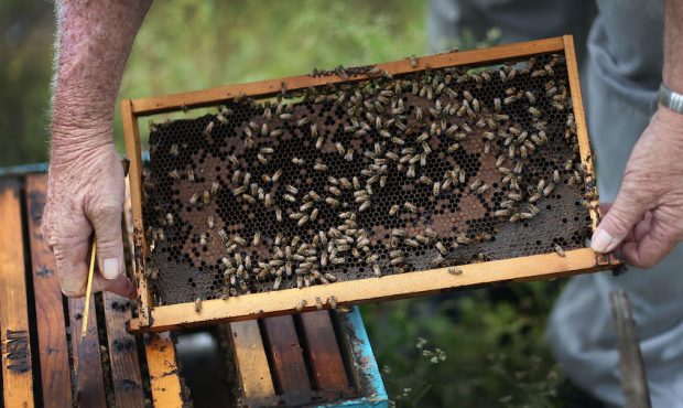 FILE: John Gentzel, the owner of J & P Apiary and Gentzel's Bees, Honey and Pollination Company, wo...