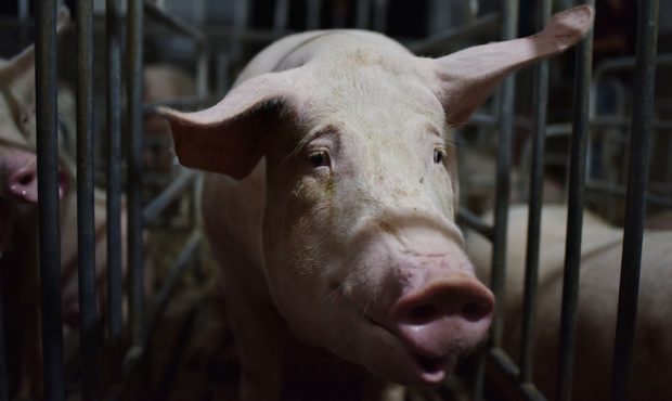 Chinese researchers have discovered a new type of swine flu that can infect humans and has the pote...