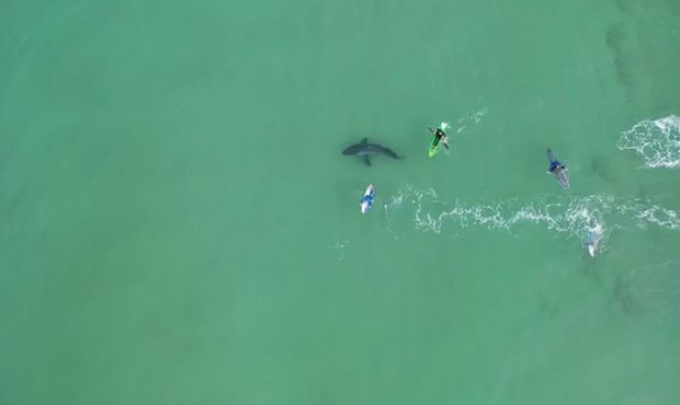 The drone footage shows a great white shark investigating a group of surfers. (National Sea Rescue ...
