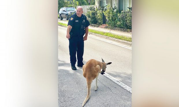 Fort Lauderdale police found a lone kangaroo hopping around the city's downtown area on July 16, 20...