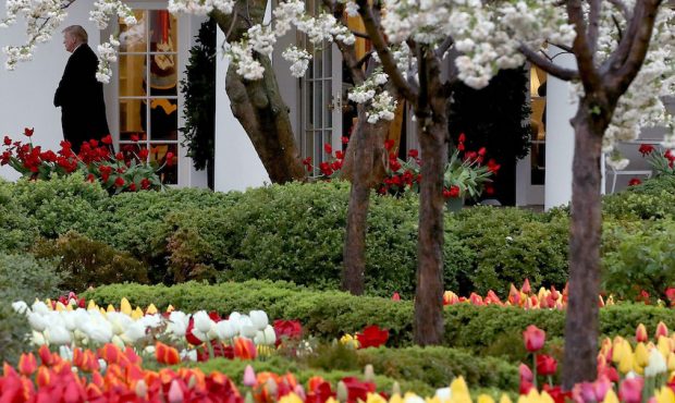 Flowers are in bloom in the Rose Garden as President Donald Trump walks out of the Oval Office towa...
