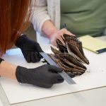 Emiline Twitchell, a conservator at the Church History Library, analyzes the copy of Parley P. Pratt’s "A Voice of Warning" that is fused with a copy of the Book of Mormon. The books were found inside the capstone of the Salt Lake Temple.
