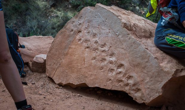 Main trackway block adjacent to Bright Angel Trail, with fossilized tracks.  (Photo courtesy of Ste...