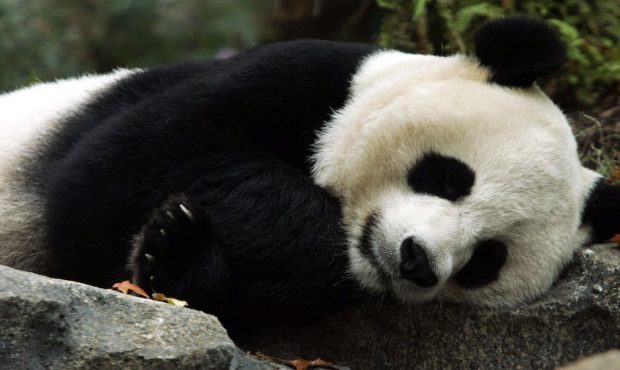 The Whole World Celebrates' On-Camera Birth Of Panda Cub
