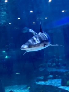 As people started returning to the aquarium after it was closed because of the pandemic, the sharks changed their swimming patterns, noticing visitors more than usual, staff say.