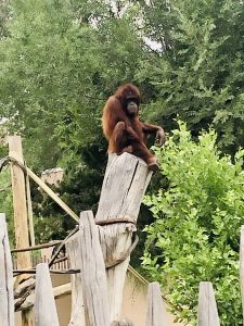 Staff at Hogle Zoo got creative while they were shut down because of the pandemic, doing Zumba to entertain the orangutans.