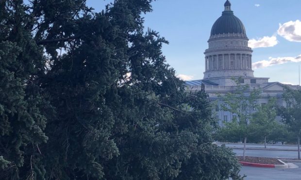 Winds Blow Down Dozens Of Trees At State Capitol