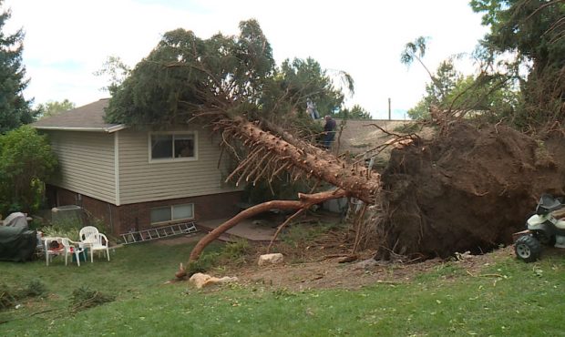 Five trees fell on a Pleasant View house during Tuesday morning's huge wind storm. (Mike Anderson, ...