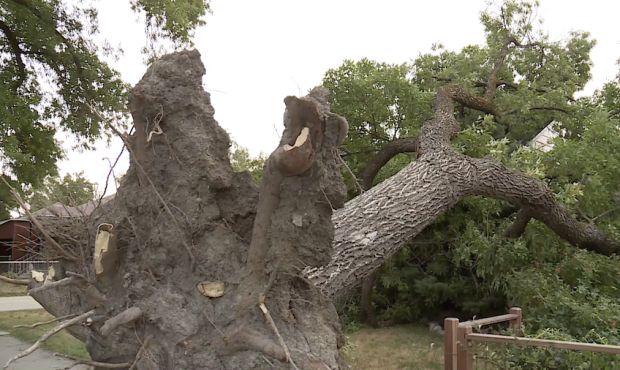 This tree in Rose Park is one of hundreds that were damaged or knocked over during Tuesday's storm ...