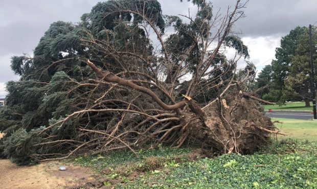 Huge Trees Crash Down In Sugar House Park, Nearby Neighborhood