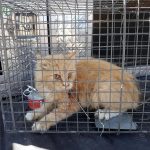 The second cat was struck on the left side of its body. (Provo Police Department)