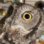 Screech Owl at the Ogden Nature Center (Photo: Derek Petersen, KSL TV)