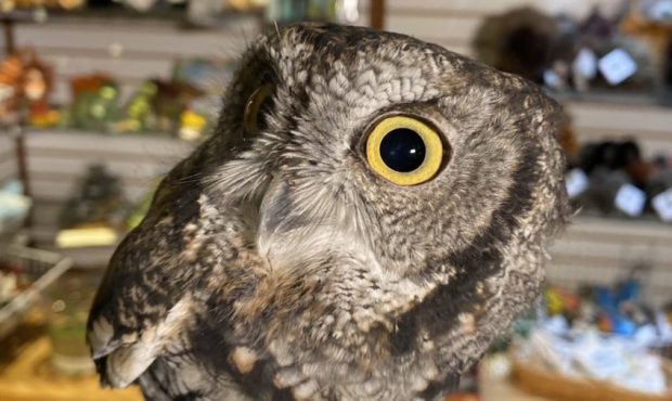 Screech Owl at the Ogden Nature Center (Photo: Derek Petersen, KSL TV)...