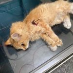 The second cat was struck on the left side of its body. (Provo Police Department)