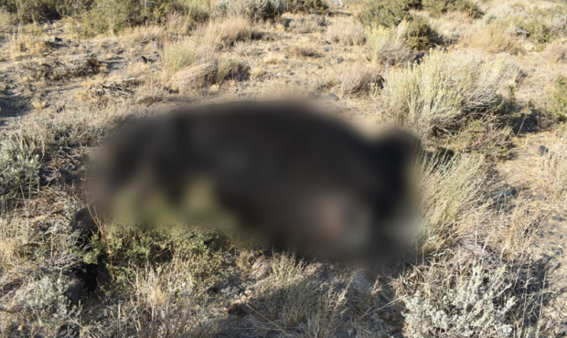 Authorities in Box Elder County are seeking information on the suspicious death of a range bull nea...