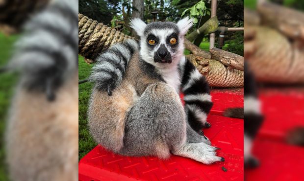 Maki, a 21-year-old male ring-tailed lemur at the San Francisco Zoo, was reported missing Wednesday...