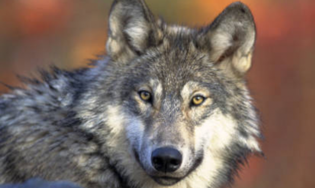 FILE: Gray wolf. (Gary Kramer / U.S. Fish and Wildlife Service)...
