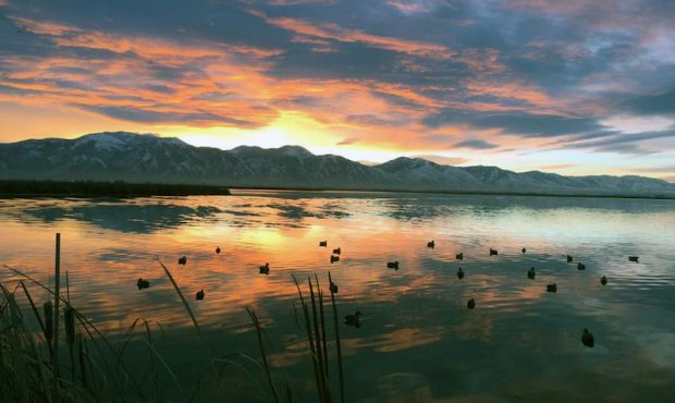 Hunting over duck decoys is the perfect way to bring ducks in for a good shot. (Jordan Farr/Utah DW...