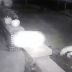 Surveillance video shows vandals destroying Halloween decorations and throwing a pumpkin through a window. (Gregorio family)