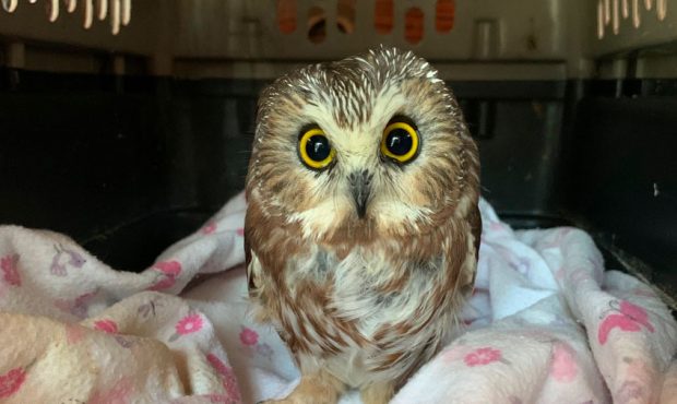 A small Saw-whet owl was discovered in the branches of the 2020 Rockefellar Center Christmas tree i...