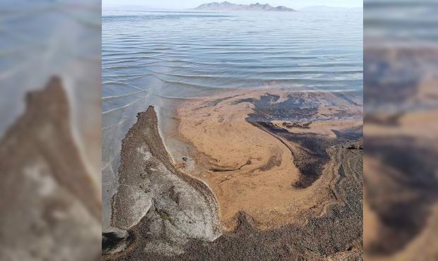 Tiny shrimp eggs have been showing in such huge numbers in Utah’s Great Salt Lake that some parts...