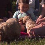 The Comstocks said Goldendoodles are smart and playful. (Marc Weaver, KSL TV)
