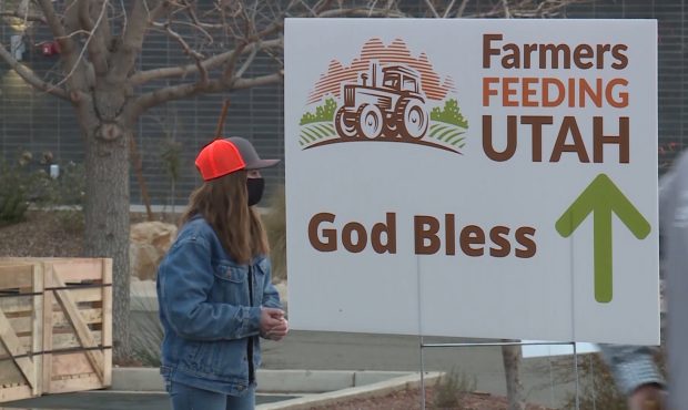Volunteers help distribute food during a Farmers Feeding Utah event in St. George on Jan. 29, 2021....