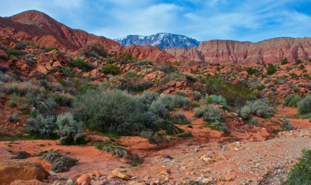 Red Cliffs Conservation Area (Photo: Red Cliffs Desert Reserve)...
