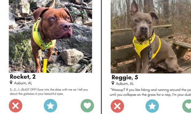 The Alabama animal shelter created profiles for the animals similar to those found on dating apps. ...