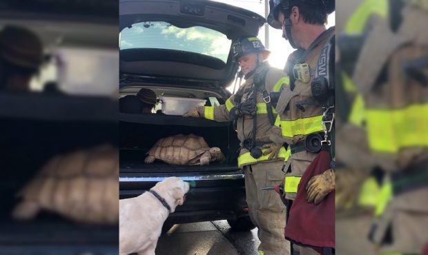 A large tortoise was among the animals firefighters saved from a basement fire on Feb. 20, 2021. (S...