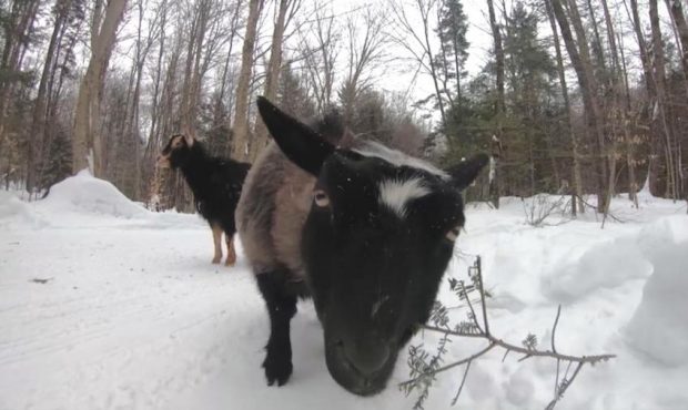 A farm in Middle Grove, New York has seen business skyrocket thanks to a new option on their snowsh...