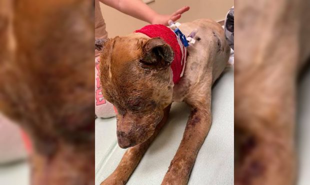 Dixie, a 4-year-old Red Heeler who suffered serious burns across her body, will have to be put down...