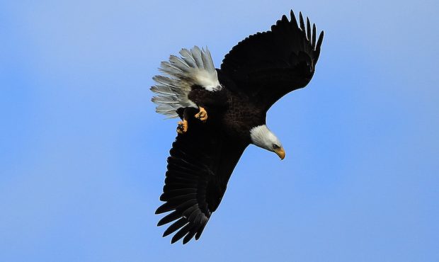 A bald eagle as seen during a practice round prior to the Arnold Palmer Invitational Presented by M...
