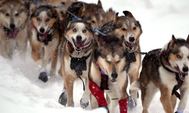 Dogs of Aliy Zirkle's (Two Rivers, AK) team run during the restart of the 2020 Iditarod Sled Dog Ra...