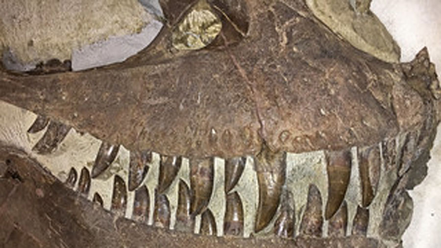 Utah Dinosaur Cemetery Indicates T-Rex Social Predator