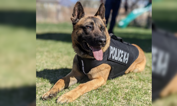 K-9 Apollo received a bullet and stab protective vest thanks to a charitable donation from nonprofi...