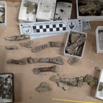 The image shows just a few of the hundreds of fossils recovered. (Bureau of Land Management)