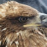 The eagle is recovering following surgery. (Utah Department of Wildlife Resources)