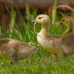 Baby goslings (Used by permission, Utah Division of Wildlife Resources)
