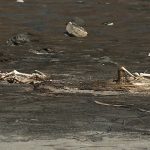 Pelicans stuck in the tar.