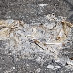 More pelican bones. (Jaden Kudai)