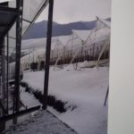 Hansen says the farms that they work with in Ecuador sent them photos like this one, of greenhouses covered in snow.