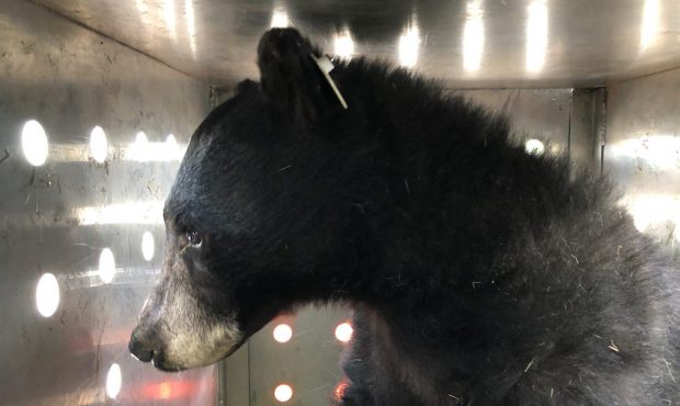 An orphaned bear injured in a Colorado wildfire was released into the wild earlier in May. (Colorad...