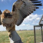 A red-tailed hawk that was lured in by Stanley and Chase.  (Used by permission, 75th Air Base Wing)