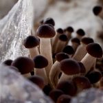 Mushrooms growing inside one of Wong's climate-controlled rooms. (Ray Boone/KSL TV)