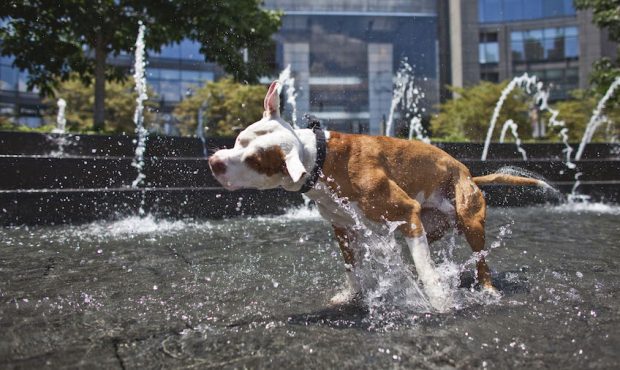 Protecting Your Pets During A Heat Wave