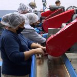 McMullin has struggled to find people who want to work inside his cherry processing plant. (Winston Armani, KSL TV)