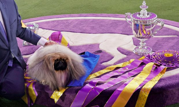Wasabi the Pekingese sits in the winners circle after winning Best in Show at the 145th Annual West...