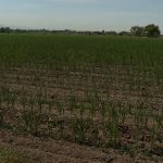 Dean Martini's dried-out cornfield. (KSL TV)