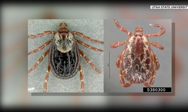 Experts believe drought, pandemic could be cause for increased tick sightings in Utah